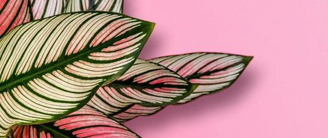 Calathea Plant Care Guide