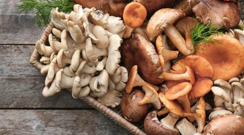 Are Mushrooms Vegan?