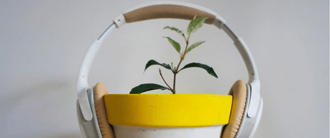 Does Playing Music Affect Plant Growth?