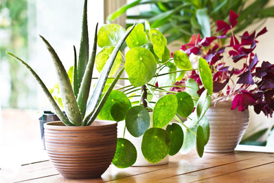 5 Reasons Why Having Indoor Plants in Your Life Make You Feel Better