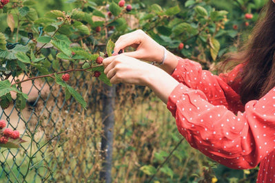 6 of the Easiest Fruits To Grow in Your Garden