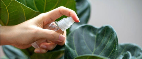 How To Care For Fiddle Leaf Fig