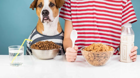 Vegan Dog Food and Treats for your lovely Dog