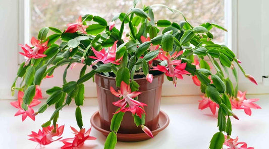 Which Indoor Plant Is Suitable For Christmas Gifting?