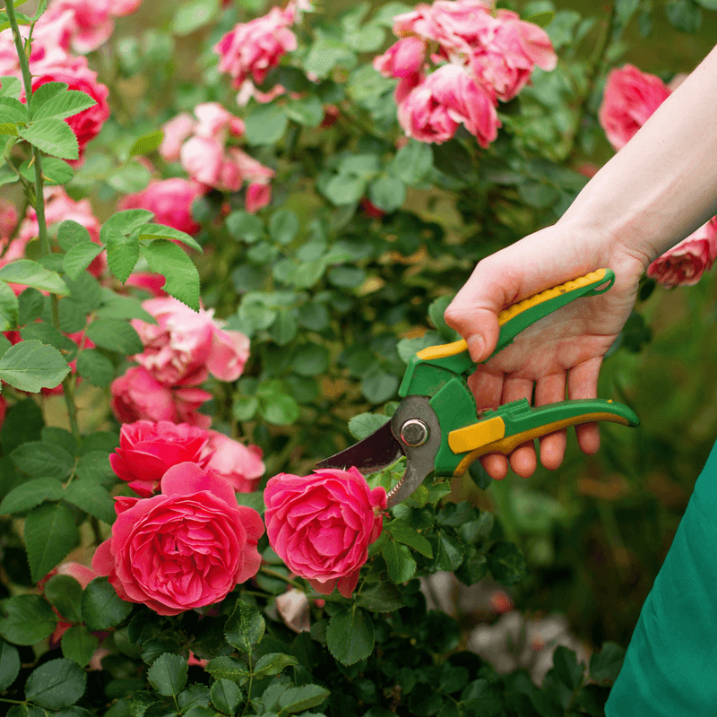 How To Trim Your Plants