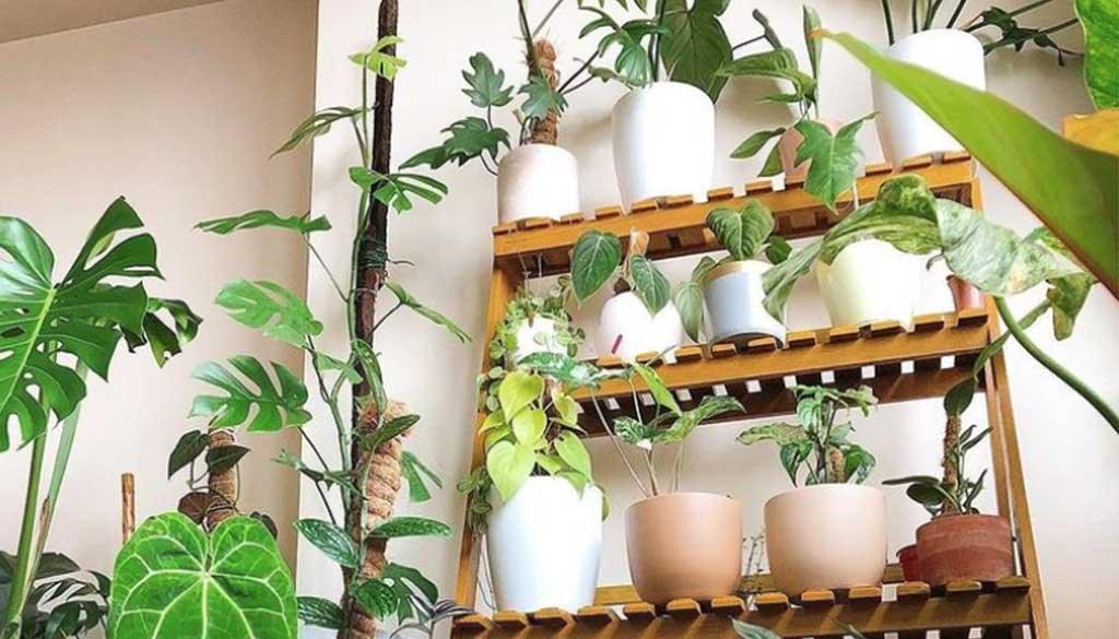 4 Plant Wall Decor Ideas for Your Home