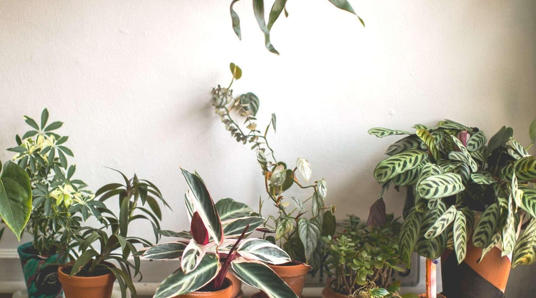 Top 10 Indoor Plants You Can Easily Take Care Of!  PlantX US