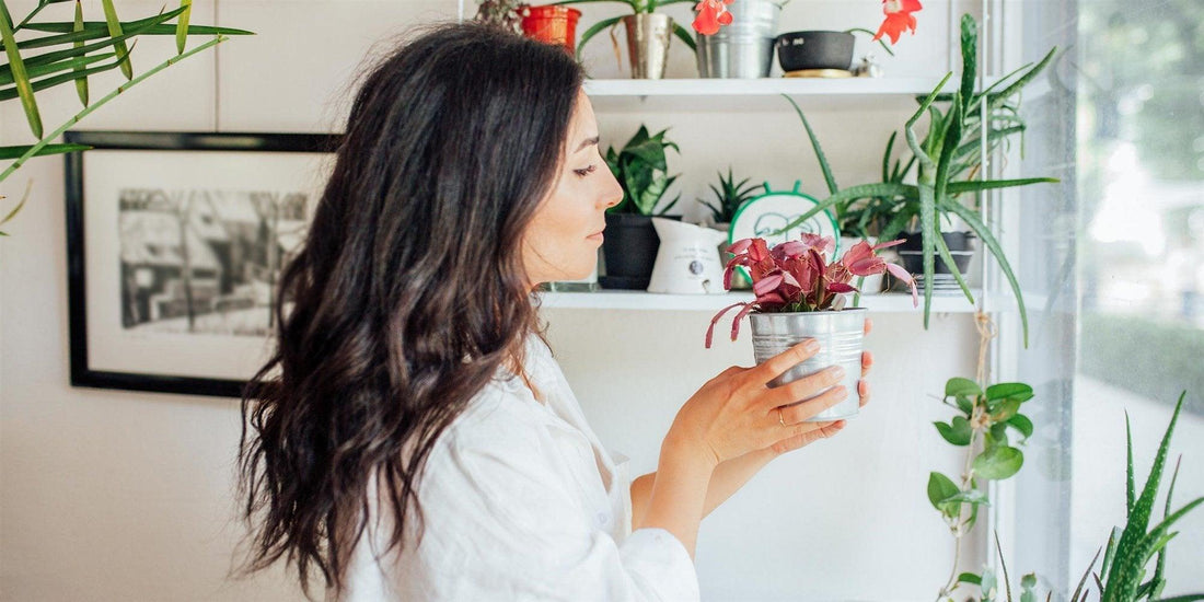 Press-16 best stylish planters for indoors and outdoors in 2021