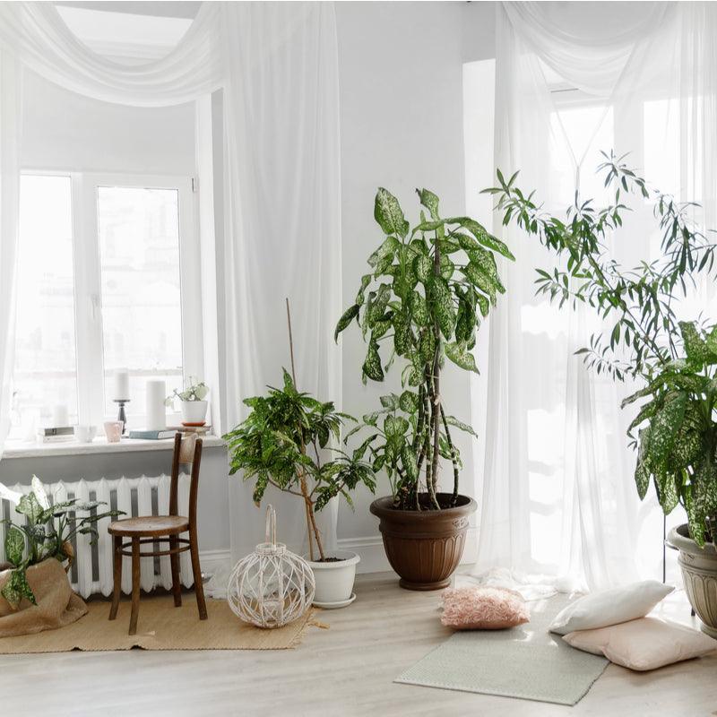 Decorate With Plants - PlantX US