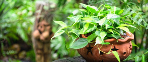 How To Care For Your Golden Pothos