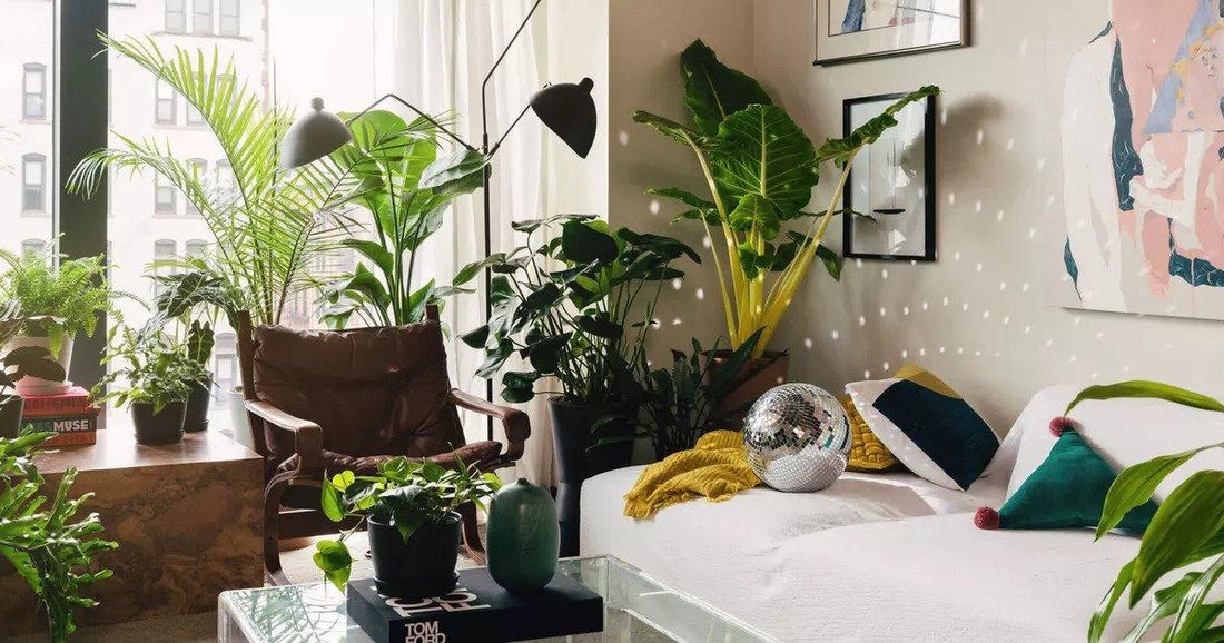 The best places to buy plants online - PlantX US