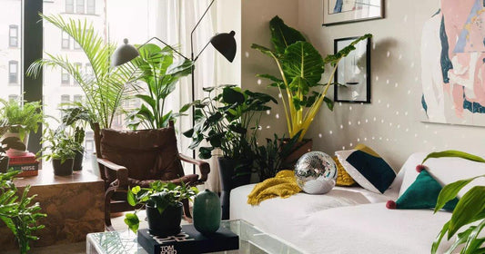 The best places to buy plants online - PlantX US