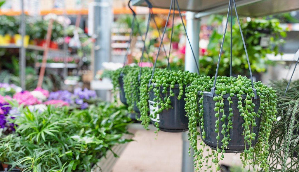 Everything You Need to Know About String Succulents and How To Buy Them