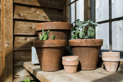 Skipping This Step With Your Terra Cotta Pots Could Be Drying Out Your New Plants
