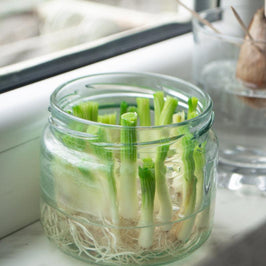 Regrow Vegetables on Your Windowsill