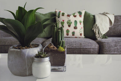 Top 5 Indoor Plants for Small Apartments