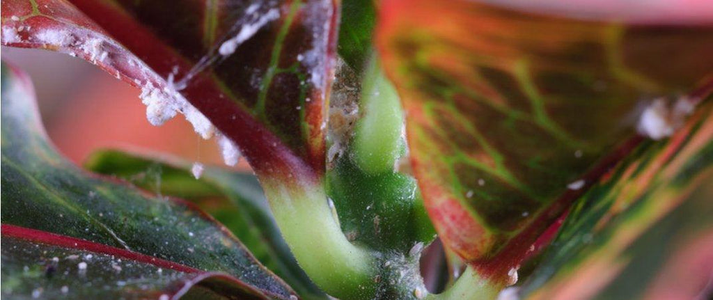 Most Common Houseplant Diseases and Pests