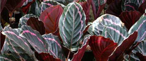 How Does Seasonal Change Effect Indoor Plants?