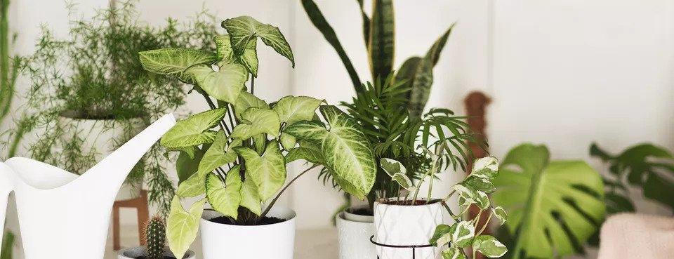 5 Rare Plants That Houseplants Collectors Will Drop Serious Cash For - PlantX US