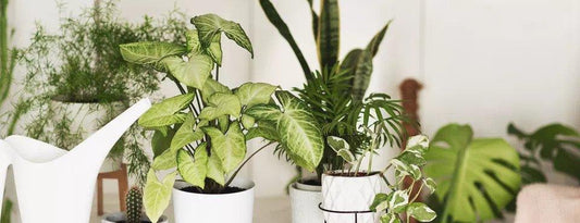 5 Rare Plants That Houseplants Collectors Will Drop Serious Cash For - PlantX US