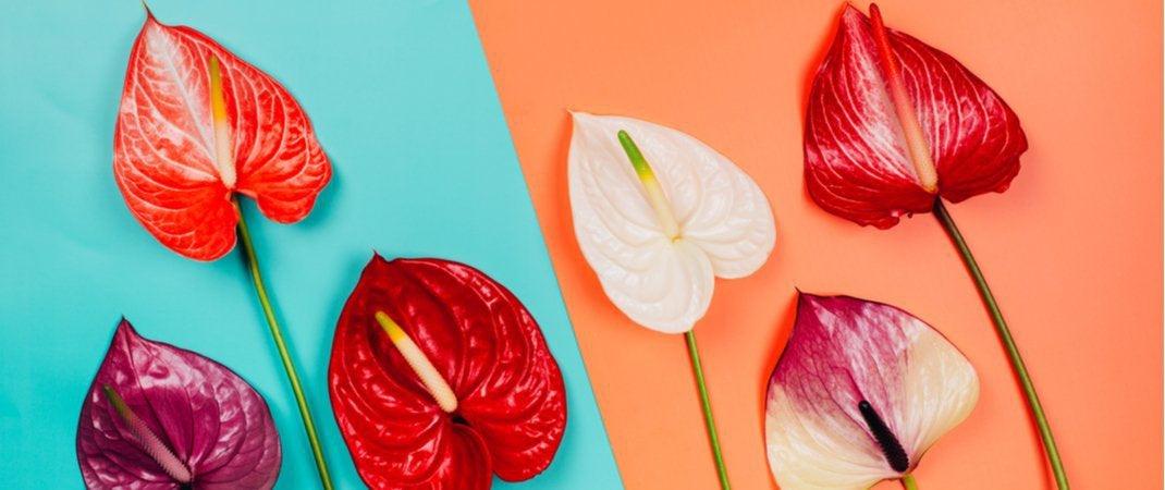 vegan-blogs-How To Care For Your Anthurium