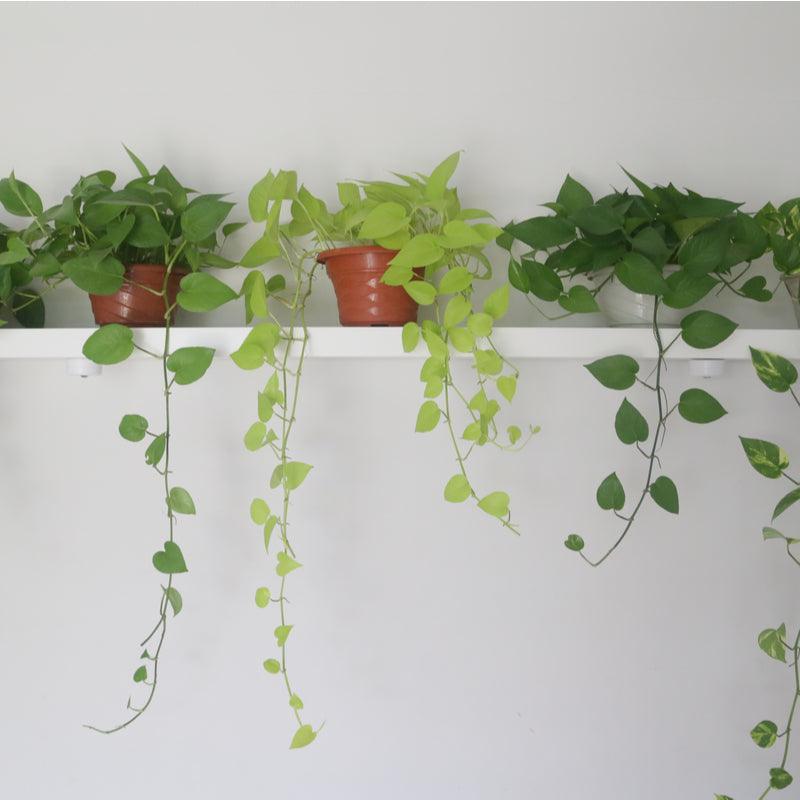 Houseplants For Gardeners Without A Green Thumb - PlantX US