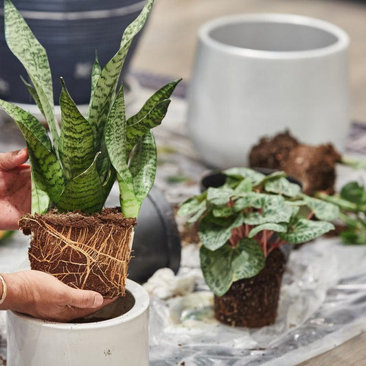 Best Low Light Indoor Plants For Your Apartment - PlantX US