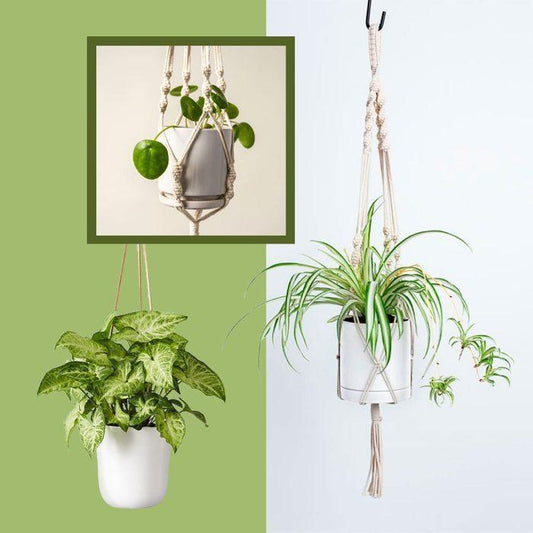 Press-15 Indoor Hanging Plants That Will Liven Up Your Home