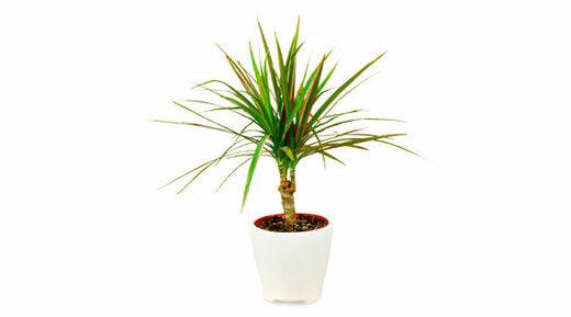 Retail Therapy Purchases After You Break Up With Someone - PlantX US