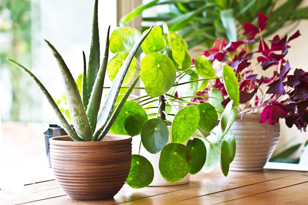 5 Reasons Why Having Indoor Plants in Your Life Make You Feel Better