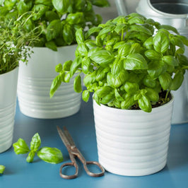 Easy-To-Grow Herbs For Your Spice Cabinet