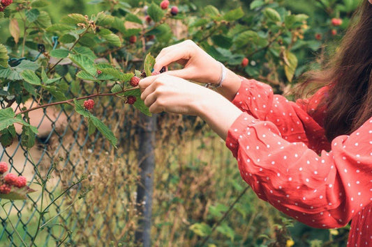 Press-6 of the Easiest Fruits To Grow in Your Garden