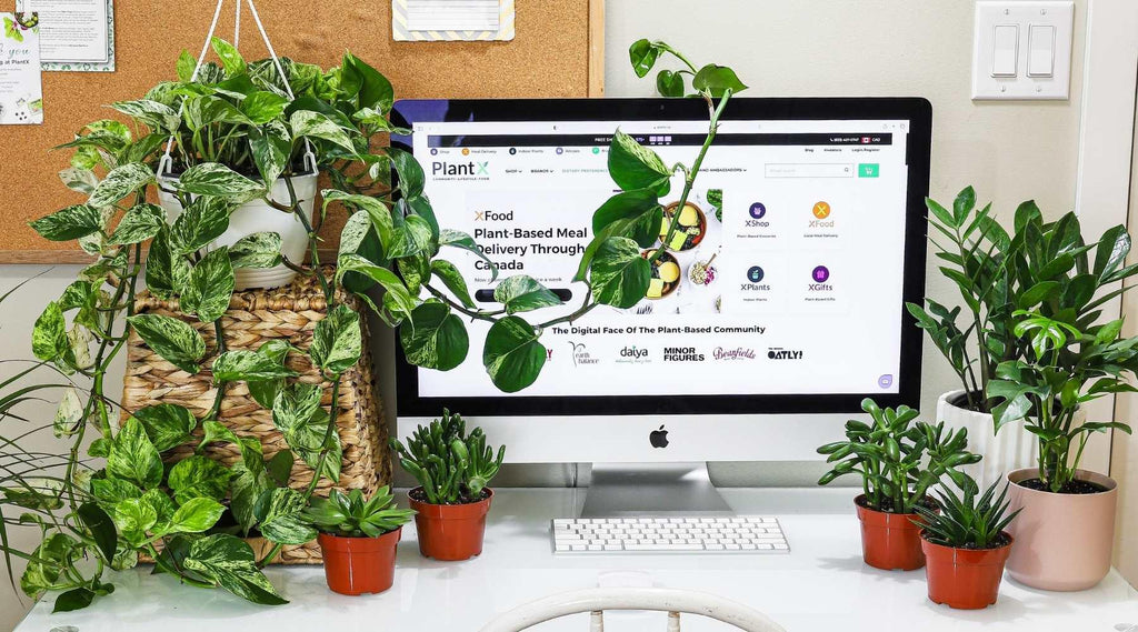 10 Best Indoor Plants For Home And Office To Reduce Stress And Anxiety