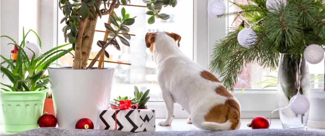 Why Plant Gift Delivery Is Perfect for Every Occasion - PlantX US