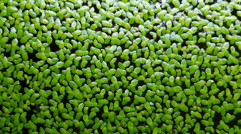 Is Duckweed the Newest Superfood?
