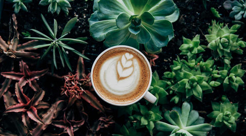 5 Of The Best Plant-Based Coffee You Are Sure To Love