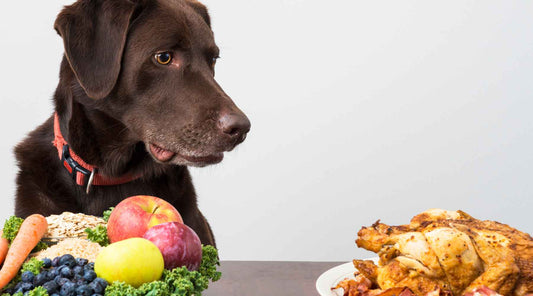 can dog be vegan