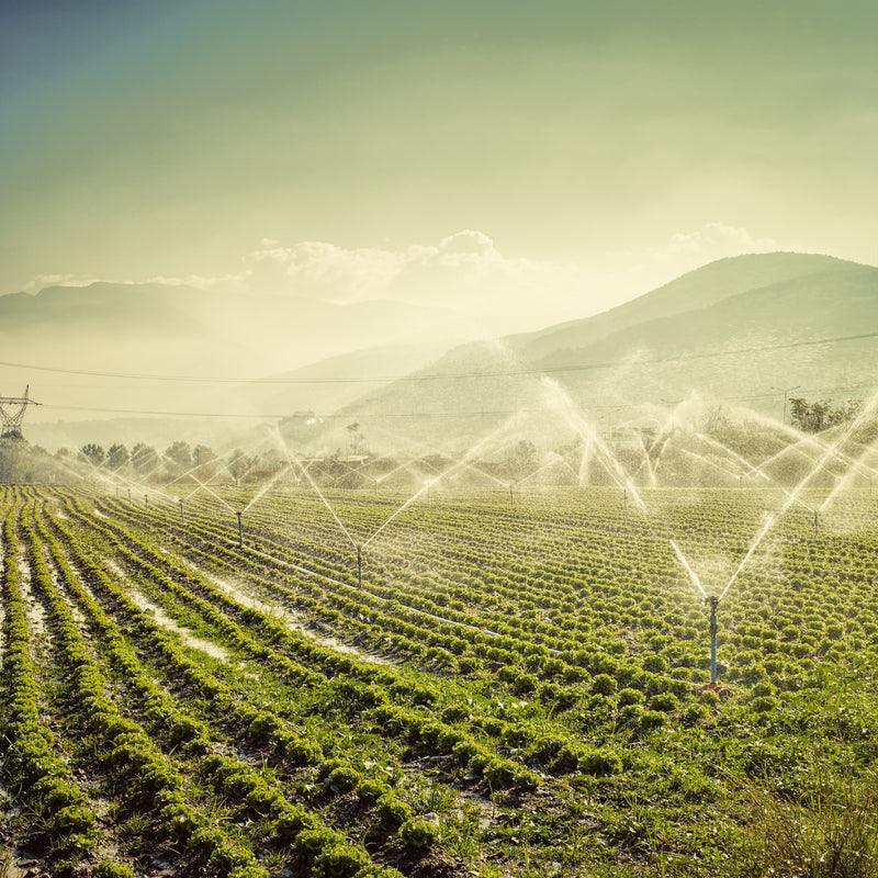 Vegetarian Diets and the Environment - PlantX US