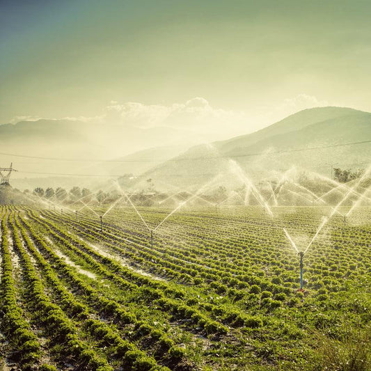Vegetarian Diets and the Environment - PlantX US