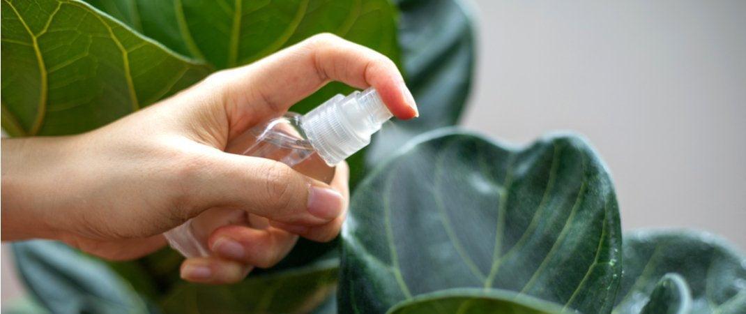 vegan-blogs-How To Care For Fiddle Leaf Fig