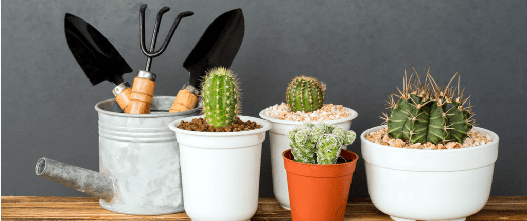 Indoor Cactus Care Guide