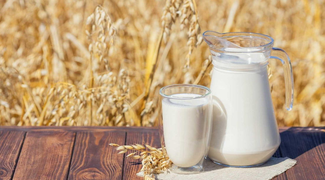 Oat Milk - Its Benefits, Facts And Uses - PlantX US