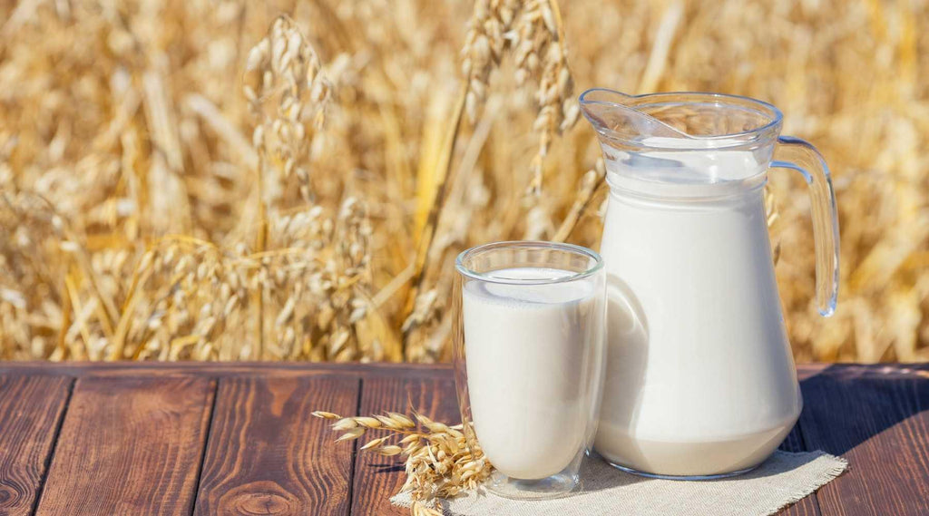 Oat Milk - Its Benefits, Facts And Uses