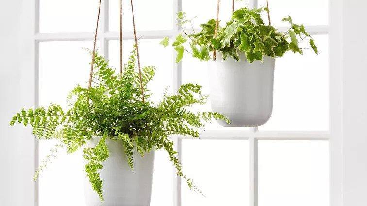 Press-Best places to buy plants online for 2021