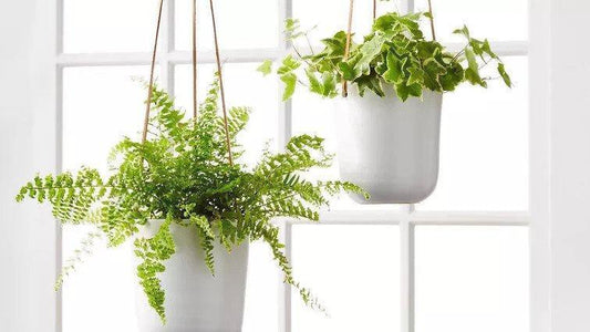 Press-Best places to buy plants online for 2021