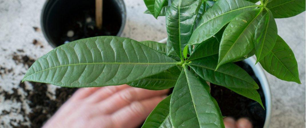 vegan-blogs-How To Care For Your Money Tree