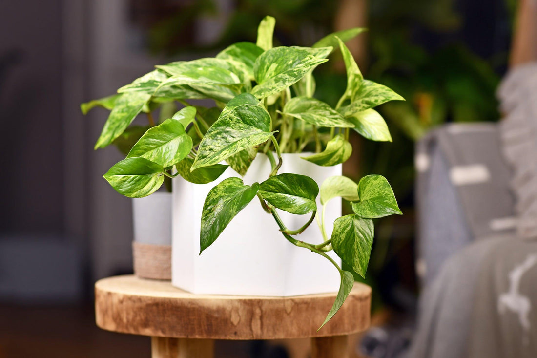 Plant Variegation 101 - PlantX US