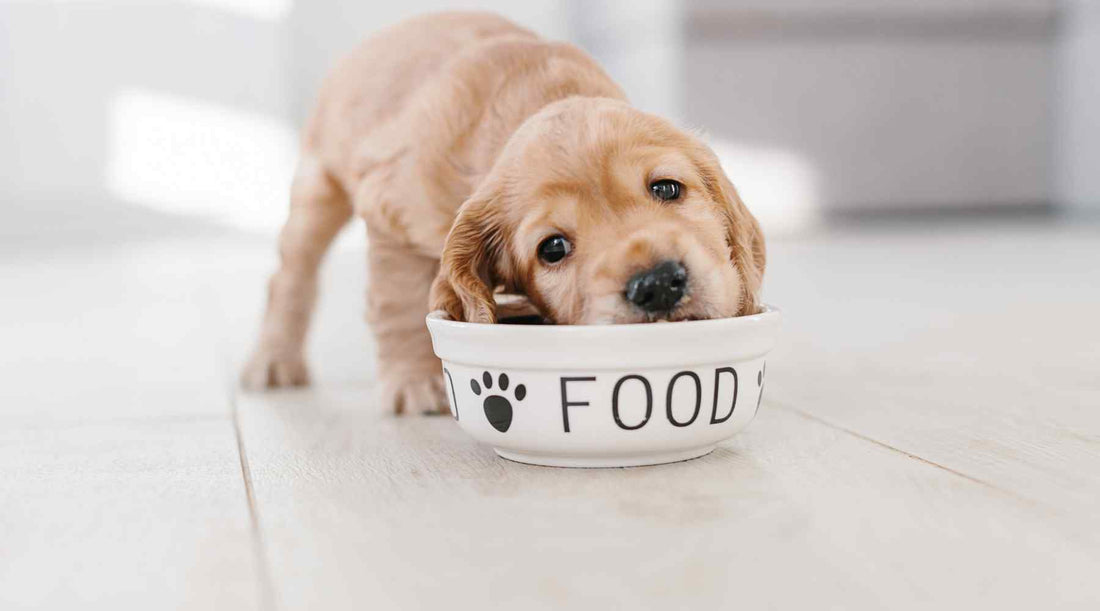 Top Vegan Dog Food Brands