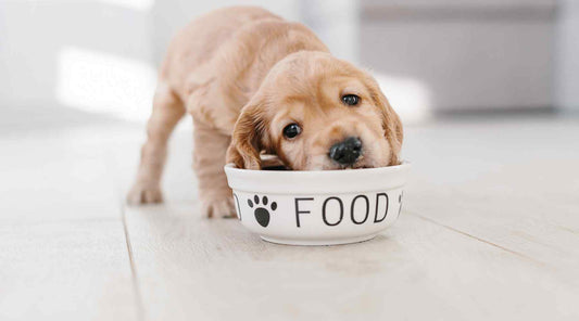 Top Vegan Dog Food Brands