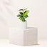 Calathea 'Compact Star' | Ctenanthe setosa, 6